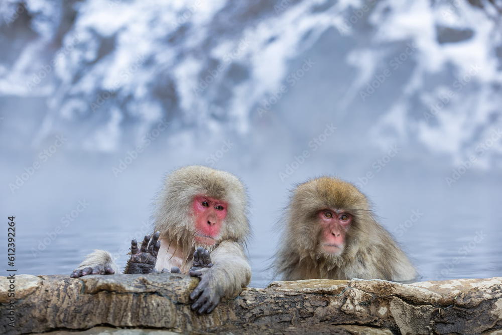 Fototapeta premium Japanese Snow monkey family,Jigokudani Monkey Park, Nagano, Japan