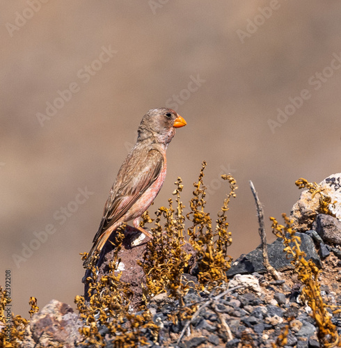 Trumpeter finch (male) photo