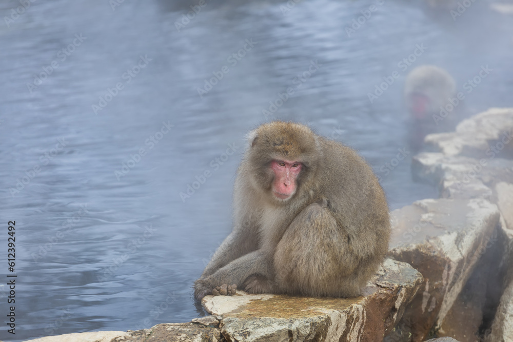 Fototapeta premium Japanese Snow monkey family,Jigokudani Monkey Park, Nagano, Japan 