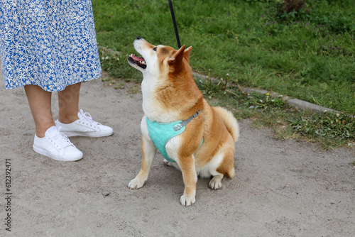The Japanese Akita is a large spitz dog breed. The dog is waiting for a treat from his owner. Red dog sits on a leash with an open mouth looks at the girl. Dog walking in spring.