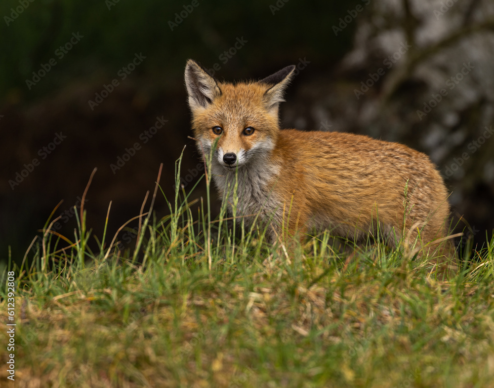 Obraz premium Young red fox in meadow