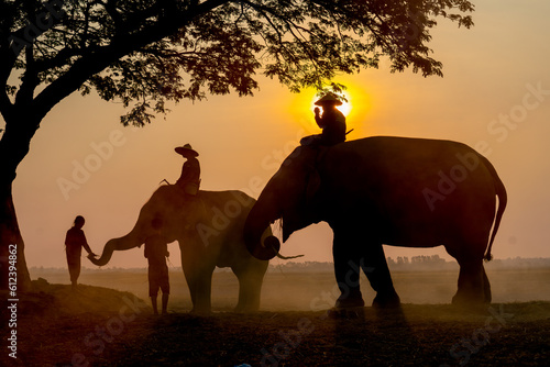 Silhouettte of little child give food to elephant that control by mahout and stay near big tree in rice field with soft light of sunrise in the morning.