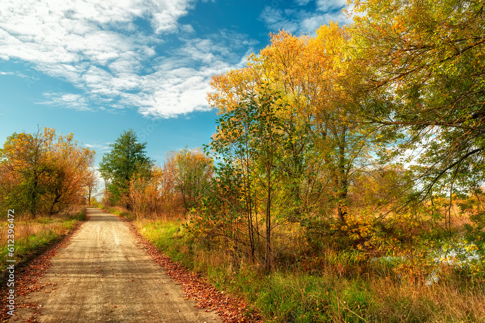 Fototapeta premium autumn country landscape with dirt road among autumn trees