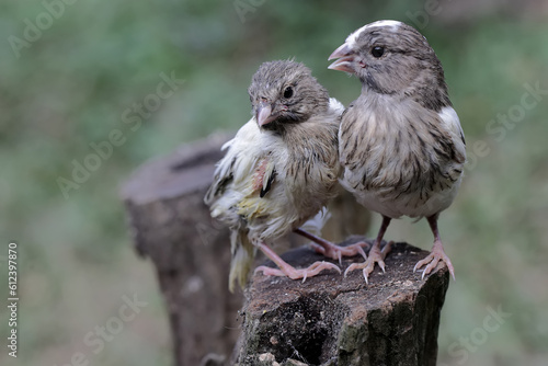 Two young canaries resting on a dry tree trunk. This bird has the scientific name Serinus canaria.
