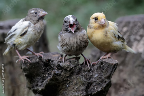 Three young canaries resting on a dry tree trunk. This bird has the scientific name Serinus canaria. © I Wayan Sumatika