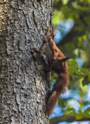 a squirrel on a tree in the forest
