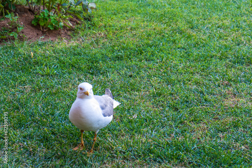 seagull on the garden. Seabird looking at camera, waitng for food photo