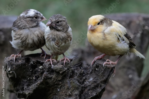 Three young canaries resting on a dry tree trunk. This bird has the scientific name Serinus canaria.