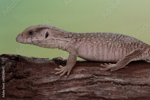 A savannah monitor is looking for prey in a dry tree trunk. This reptile with its natural habitat on the African continent has the scientific name Varanus exanthematicus. photo