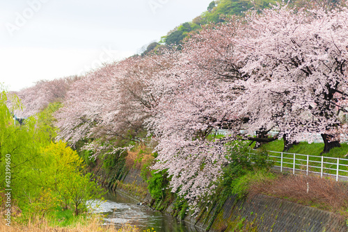 平塚　高麗山と花水川の桜並木