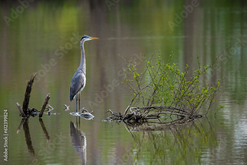 Great Blue Heron perches in a lake