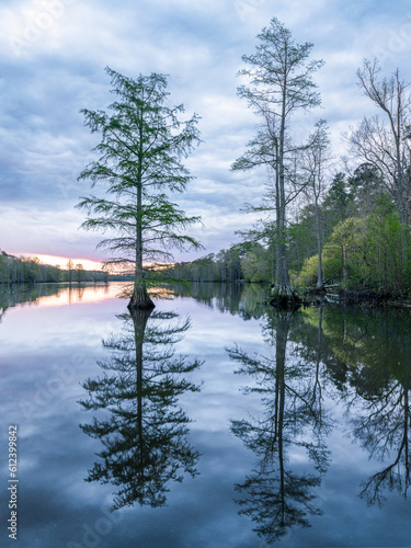 Cypress mangroves at Stumpy Lake Nature Preserve