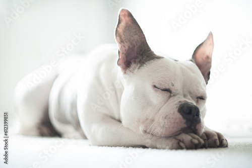 French bulldog English Staffordshire terrier mix naps in the sun