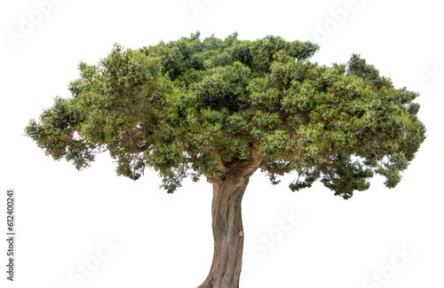 Baum Konifere Stechwacholder Juniperus Zypresse isoliert © Wilm Ihlenfeld
