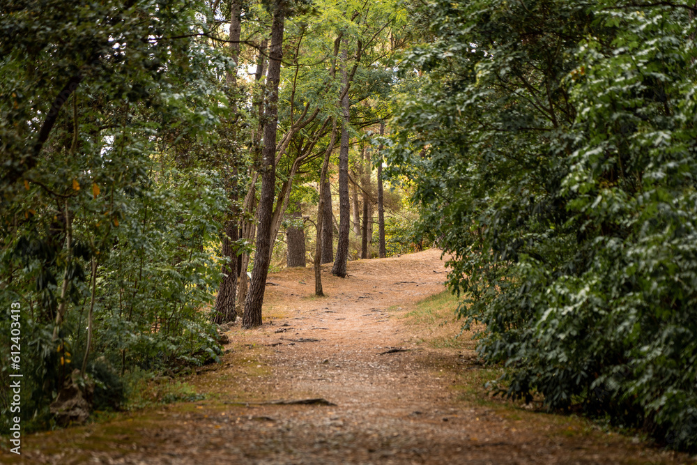 Forest landscape with a dirt road crossing the forest. Peaceful scene in nature. Vertical photo