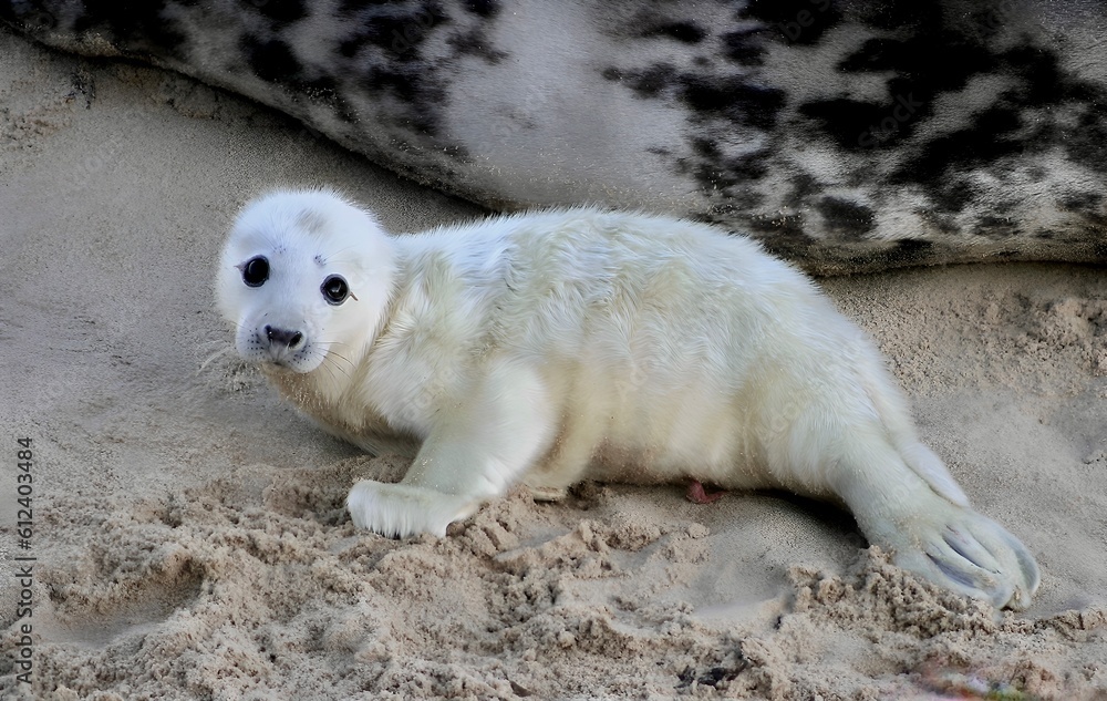 Grey Seal pup