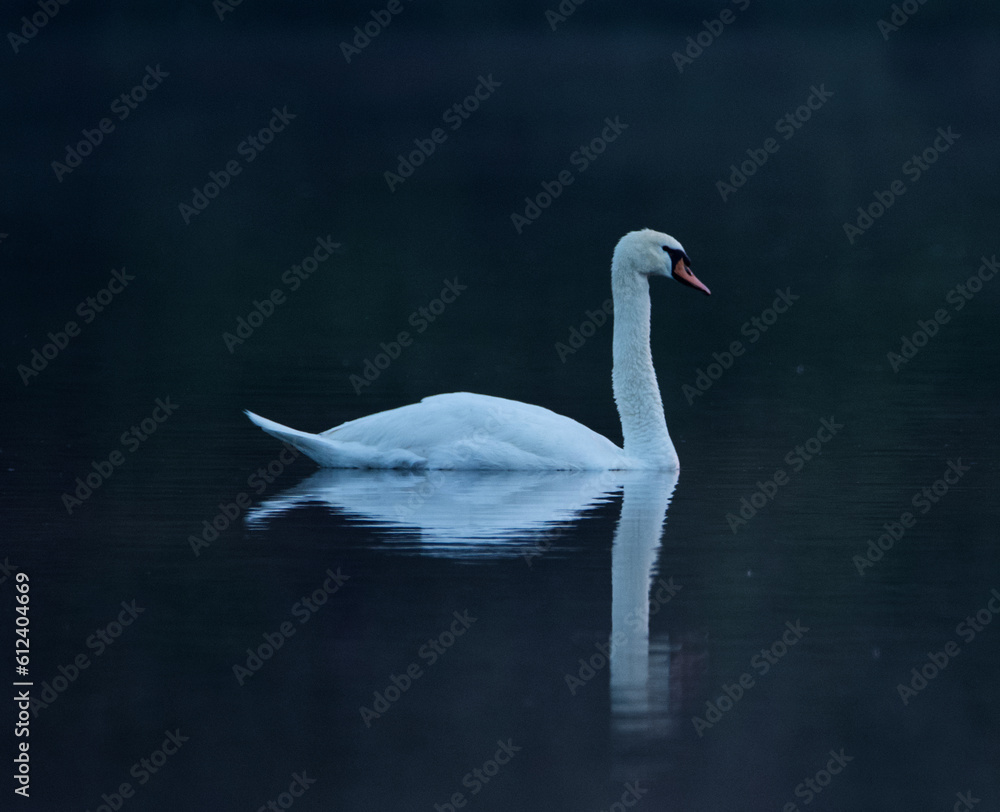 Elegant swan swimming gently on the lake Elegant swan swimming gently on the lake