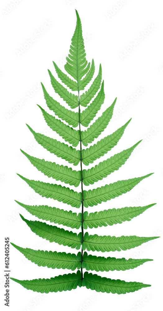 Fern isolated on transparency background Fern isolated on transparency background