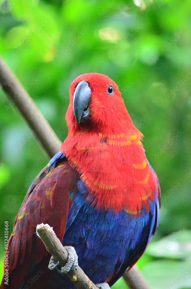 Naklejka premium red and blue bird