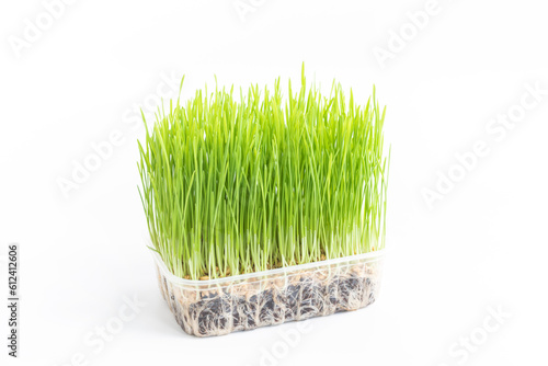 close up green pet wheat grass or common wheat isolated on white
