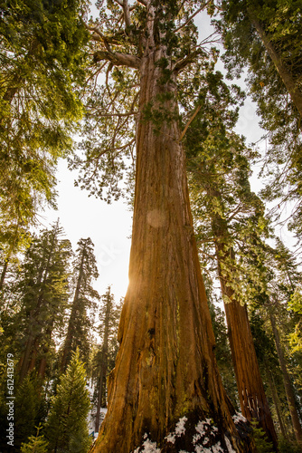 Fototapeta Naklejka Na Ścianę i Meble -  Winter in Sequoia National Park, United States Of America