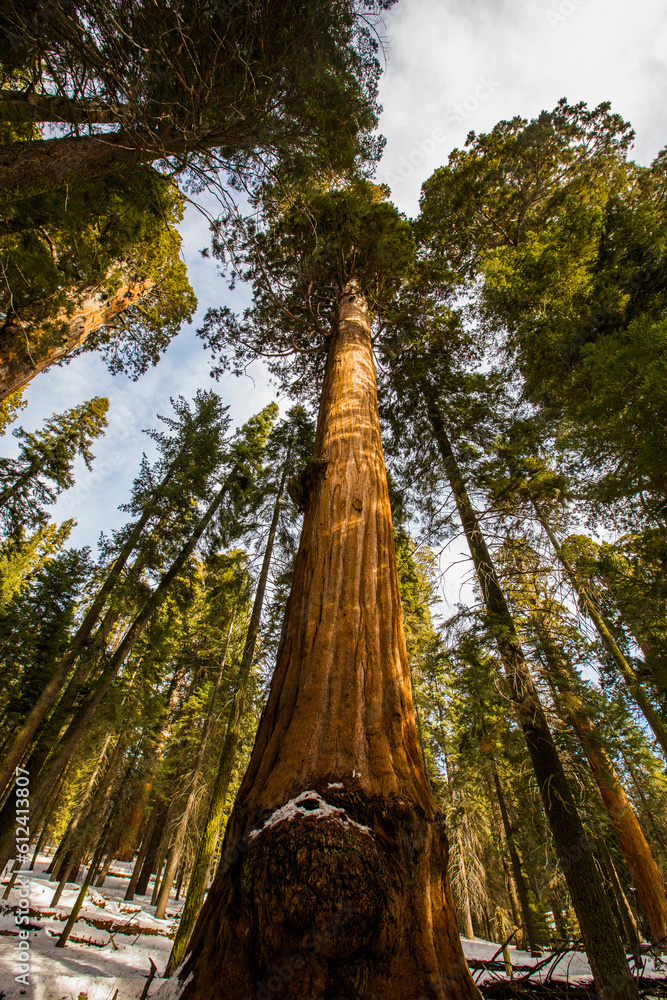 Fototapeta premium Winter in Sequoia National Park, United States Of America