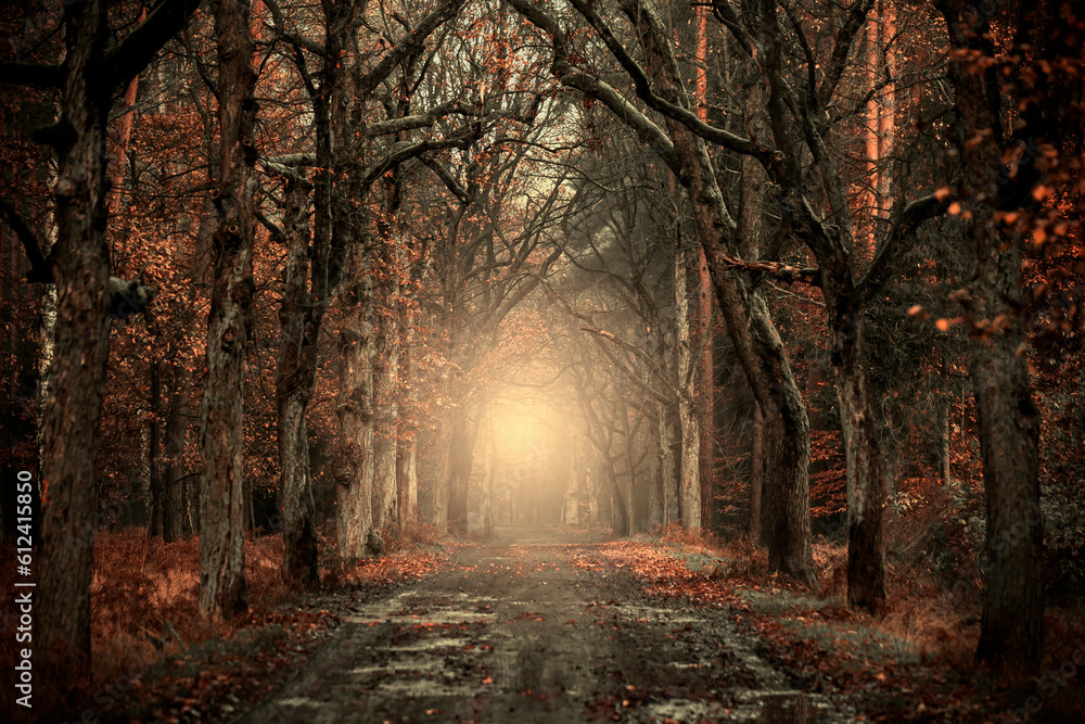 Krajobraz jesienny. Mglisty poranek w lesie - obrazy, fototapety, plakaty 