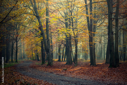 Krajobraz jesienny. Promienie słońca i mglisty poranek w lesie
