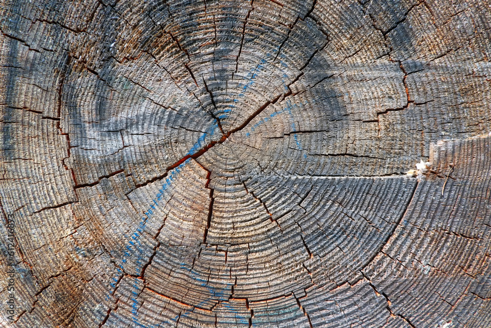 Fototapeta premium Nahaufnahme eines gefällten Baums als Textur oder Hintergrund