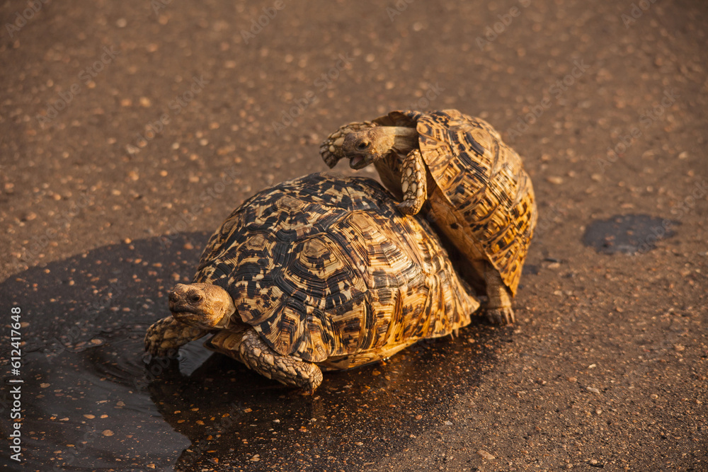 Obraz premium Mating Leopard Tortoise (Stigmochelys pardalis) 15012