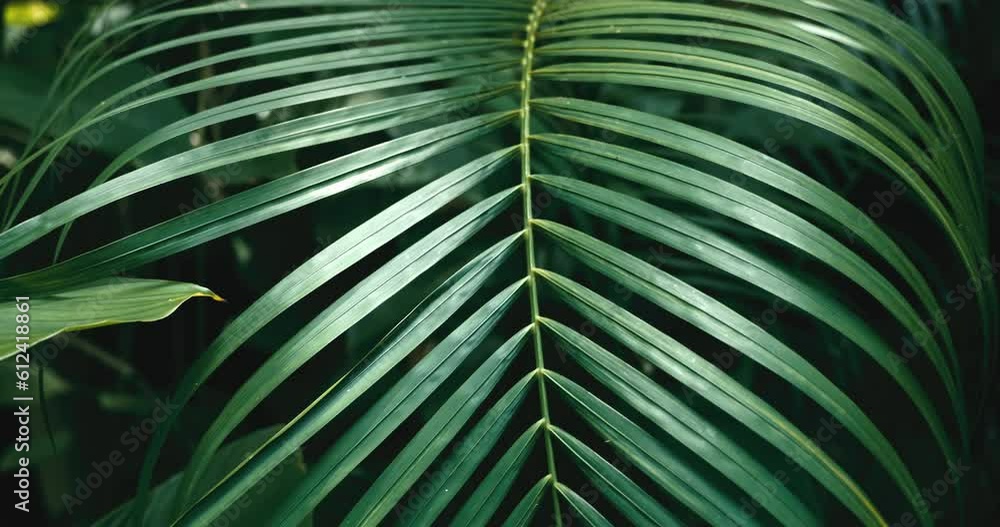 Fresh green foliage, branches of palm trees and tropical trees in tropical rainforest. Striped exotic fresh juicy leaves in shadow. Scenery lush vegetation in tropical rainforest. Beauty of nature Fresh green foliage, branches of palm trees and tropical trees in tropical rainforest. Striped exotic fresh juicy leaves in shadow. Scenery lush vegetation in tropical rainforest. Beauty of nature