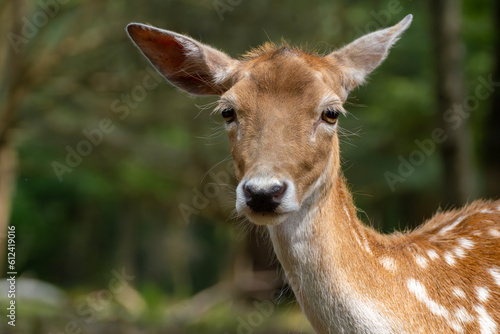 deer close-up