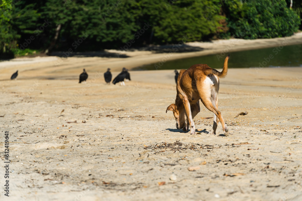 SRD mongrel dog with short and skinny caramel color on the beach sand with some vultures around. Dawn sunny day