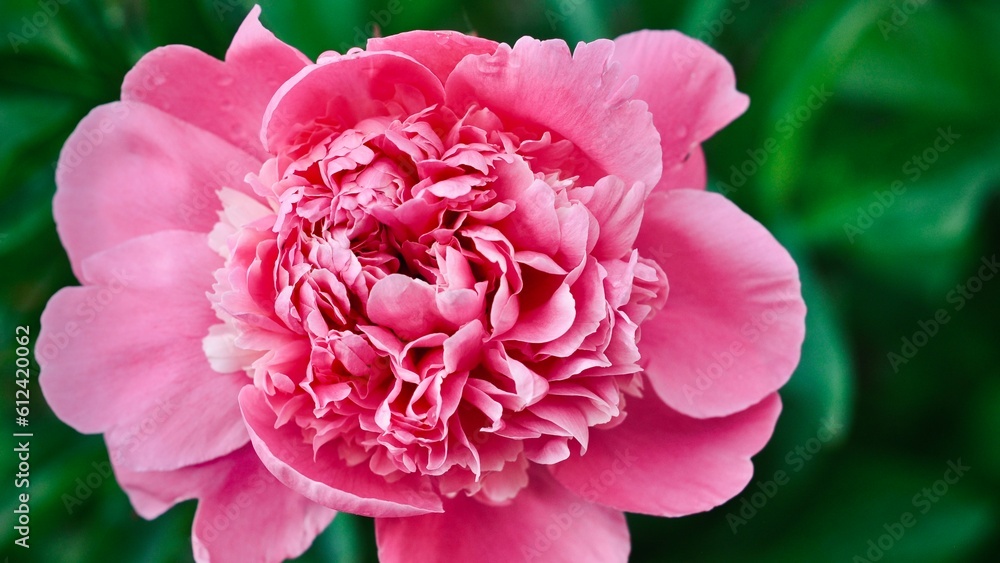 Blooming pink peony in the garden. Pink peony bud. Floral background. Blooming pink peony in the garden. Pink peony bud. Floral background.