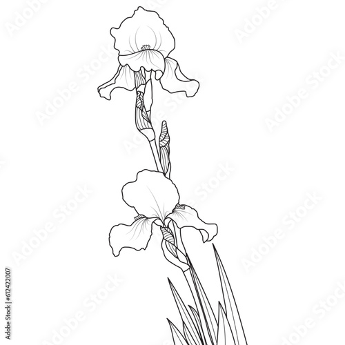 Line art iris flower on white background, vector illustration