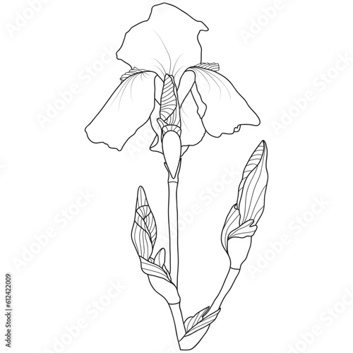 Line art iris flower on white background, vector illustration