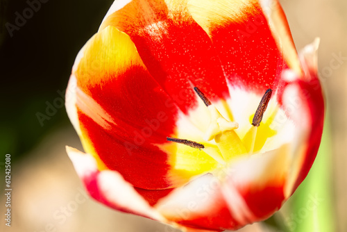 Red yellow tulip flower with pistil and stamen close up. #612425080