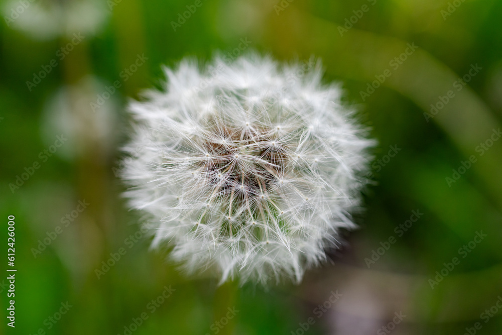 Dandelion on a green background