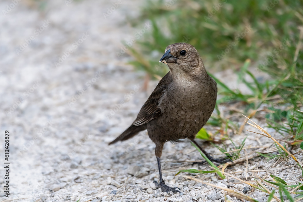 Female brown-headed cowbird standing on edge of gravel path Female brown-headed cowbird standing on edge of gravel path