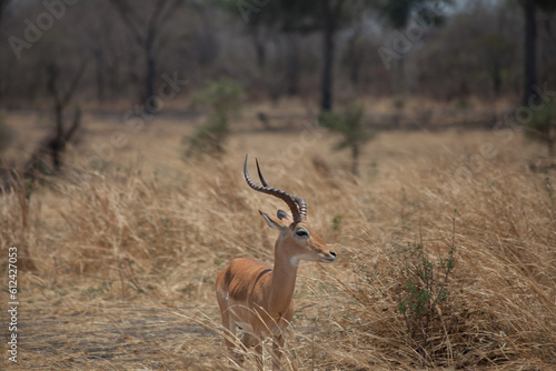 impala antelope in Katavi national park photo