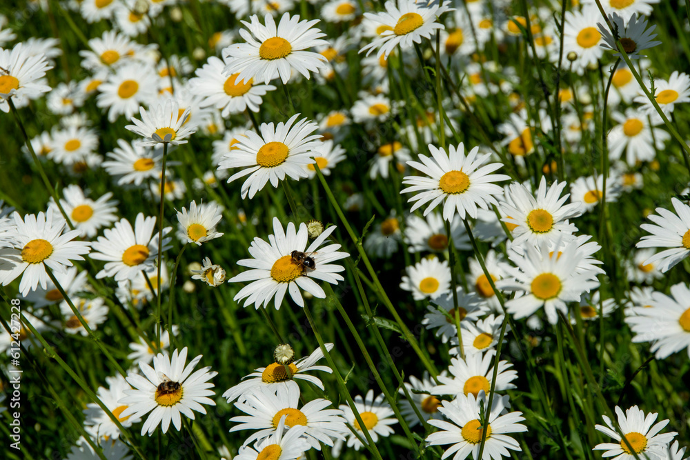 Champ de marguerites ( Leucanthemum vulgare) Champ de marguerites ( Leucanthemum vulgare)