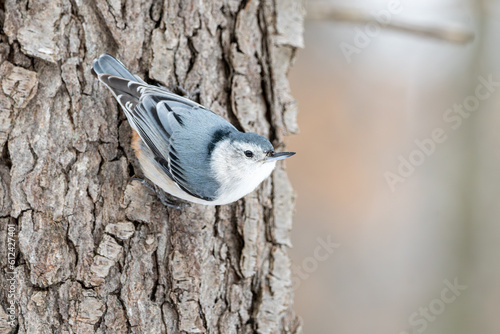 Fotografija Female white breasted nuthatch climbing on trunk of a tree