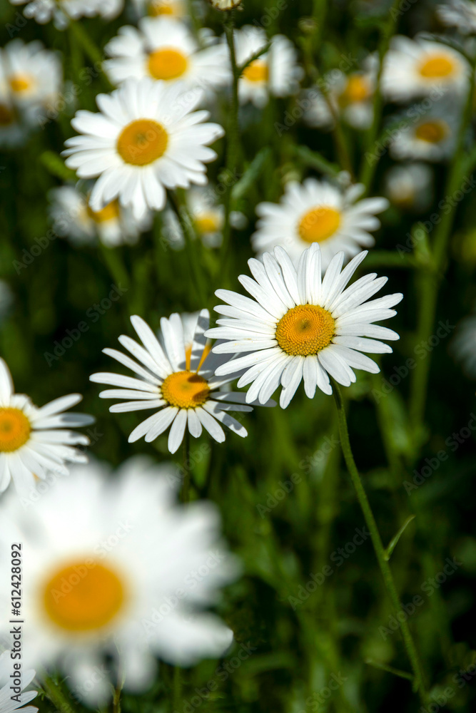 Champ de marguerites ( Leucanthemum vulgare) Champ de marguerites ( Leucanthemum vulgare)