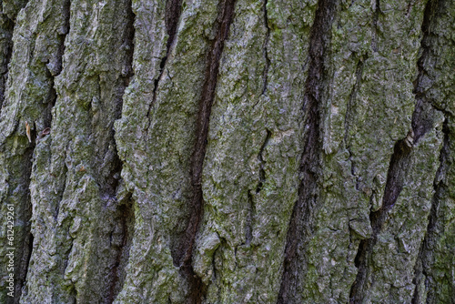High-resolution close-up photo of a tree trunk.