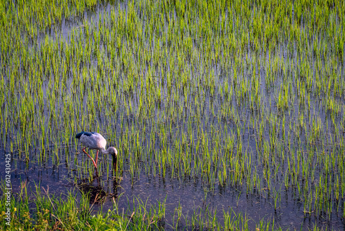 Beautiful white stork (Ciconia ciconia) hunting in rice field. Asian Openbill, Open-billed stork, Anastomus oscitans (Ciconiidae)forage in rice paddies field in wetlands that extend near urban areas.