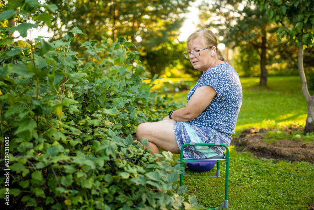 Fototapeta premium Beautiful senior woman harvesting black currant berries in a garden. Growing own fruits and vegetables in a homestead.