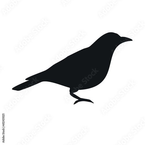 Vector hand drawn doodle sketch catbird bird silhouette isolated on white background
