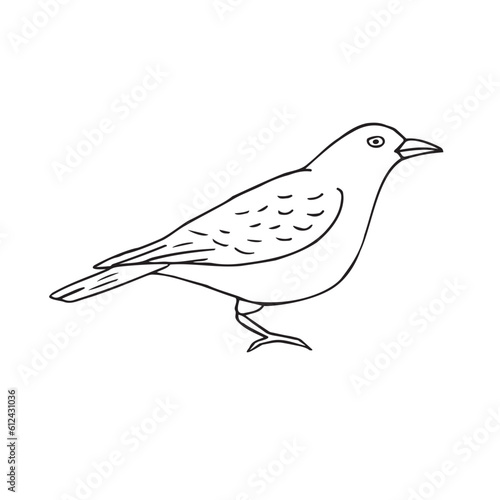 Vector hand drawn doodle sketch catbird bird isolated on white background