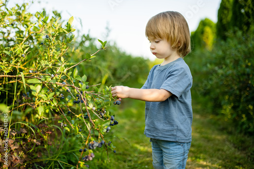 Cute toddler boy picking fresh berries on organic blueberry farm on warm and sunny summer day. Fresh healthy organic food for small kids.