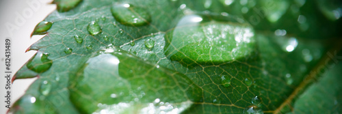 Crystal clear dew or fresh rain drops on green leaf